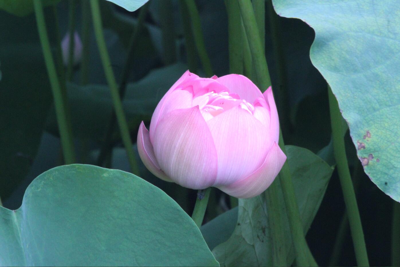 Z6��������ʱ���й������ٷ���վ