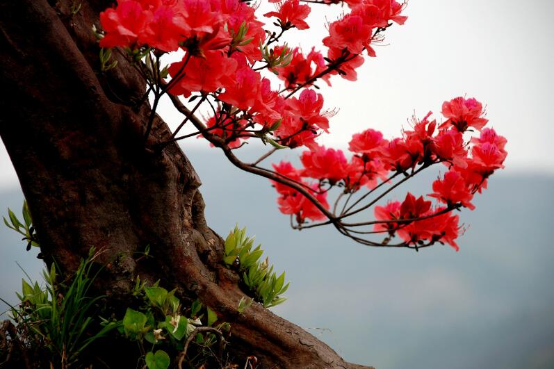 Z6��������ʱ���й������ٷ���վ